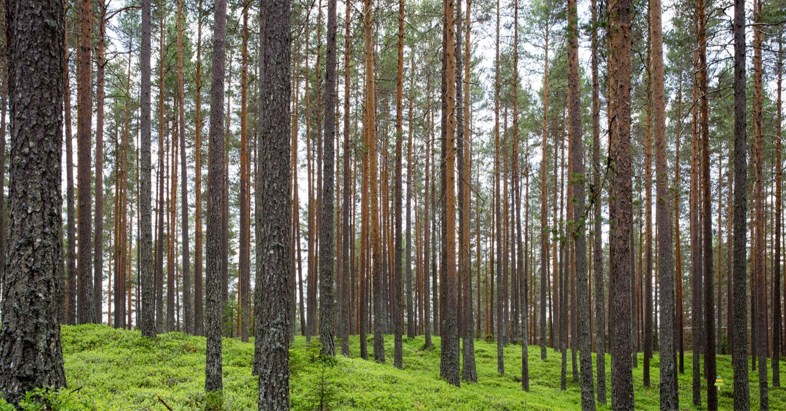 Our Commitment to Sustainability
